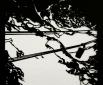 Schnee von gestern? Scherenschnitt, 30 x 40cm, seit 2017